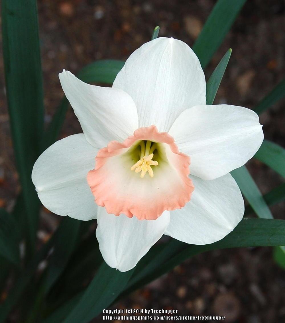 Photo of Large-Cupped Daffodil (Narcissus 'Pink Charm') uploaded by treehugger