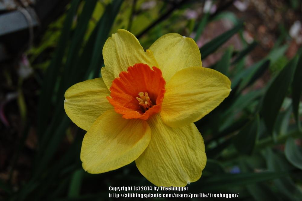 Photo of Large-cupped Daffodil (Narcissus 'Fortissimo') uploaded by treehugger