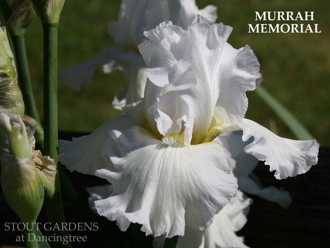 Photo of Tall Bearded Iris (Iris 'Murrah Memorial') uploaded by Calif_Sue