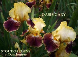 Photo of Tall Bearded Iris (Iris 'Oasis Gary') uploaded by Calif_Sue