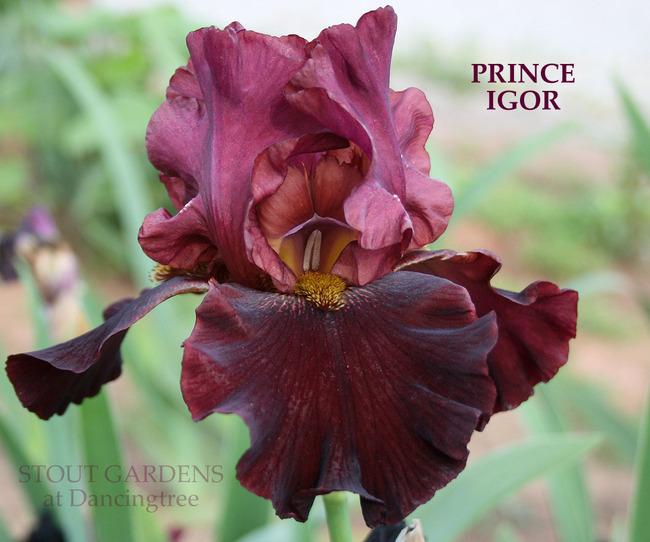 Photo of Tall Bearded Iris (Iris 'Prince Igor') uploaded by Calif_Sue