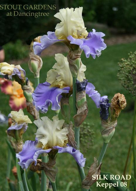 Photo of Tall Bearded Iris (Iris 'Silk Road') uploaded by Calif_Sue