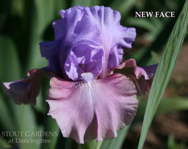 Photo of Tall Bearded Iris (Iris 'New Face') uploaded by Calif_Sue