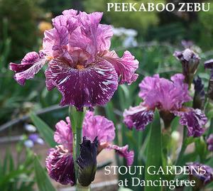 Photo of Tall Bearded Iris (Iris 'Peekaboo Zebu') uploaded by Calif_Sue