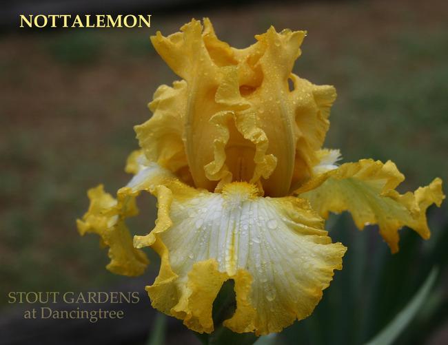 Photo of Tall Bearded Iris (Iris 'Notta Lemon') uploaded by Calif_Sue