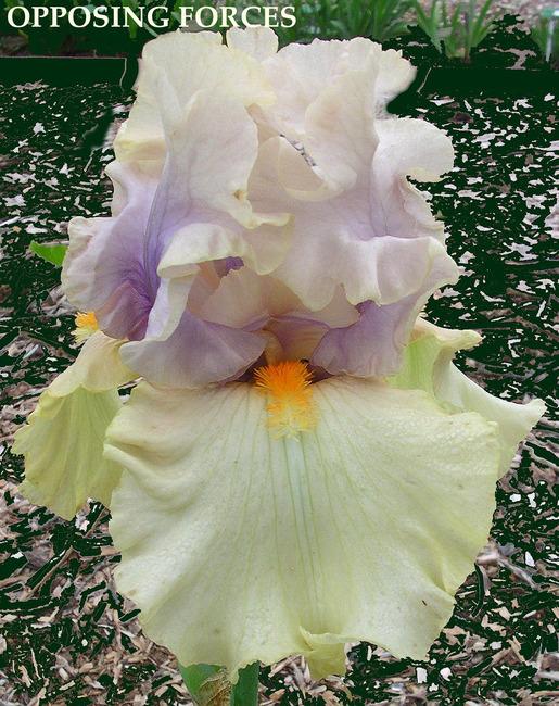 Photo of Tall Bearded Iris (Iris 'Opposing Forces') uploaded by Calif_Sue