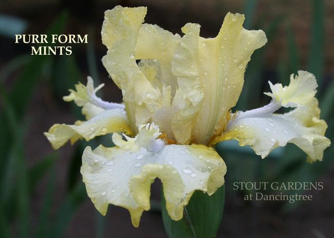 Photo of Tall Bearded Iris (Iris 'Purr Form Mints') uploaded by Calif_Sue