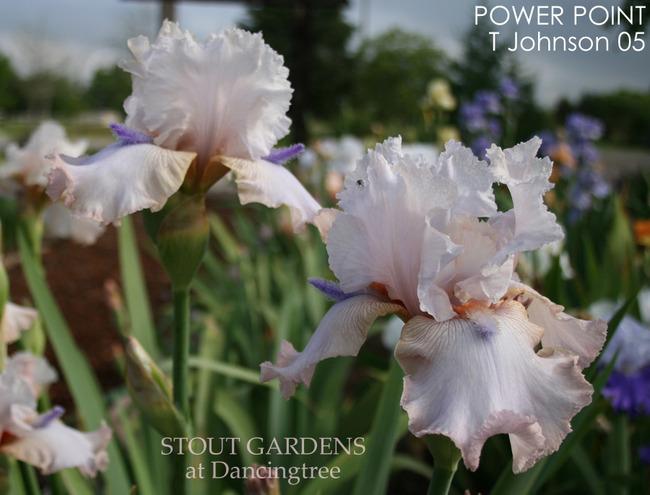 Photo of Tall Bearded Iris (Iris 'Power Point') uploaded by Calif_Sue