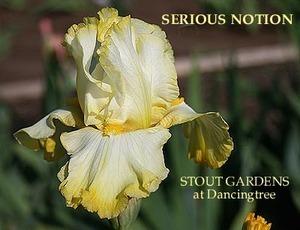 Photo of Tall Bearded Iris (Iris 'Serious Notion') uploaded by Calif_Sue