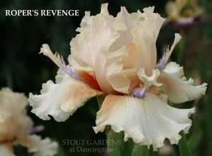 Photo of Tall Bearded Iris (Iris 'Roper's Revenge') uploaded by Calif_Sue