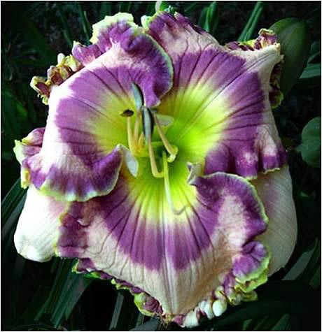 Photo of Daylily (Hemerocallis 'Force to Be Reckoned With') uploaded by Calif_Sue