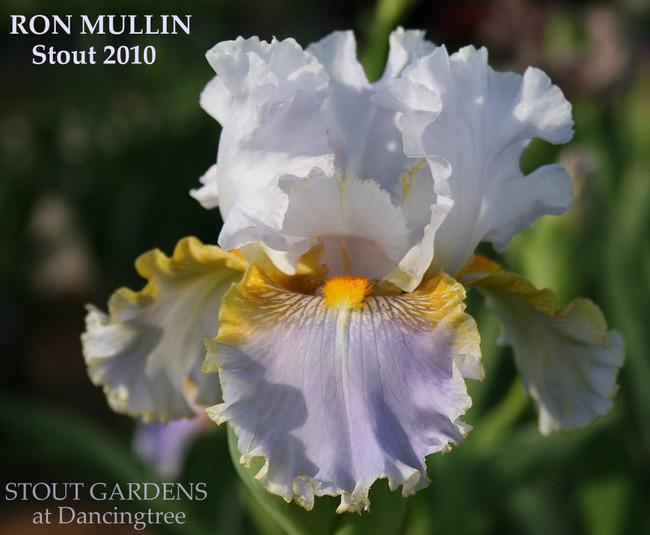 Photo of Tall Bearded Iris (Iris 'Ron Mullin') uploaded by Calif_Sue