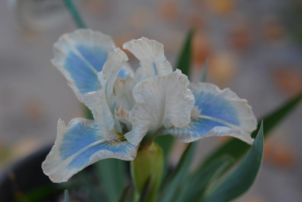 Photo of Standard Dwarf Bearded Iris (Iris 'Karen Jones') uploaded by Phillipb2