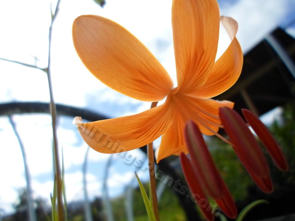 Photo of Lily (Lilium pumilum 'Golden Gleam') uploaded by dellac