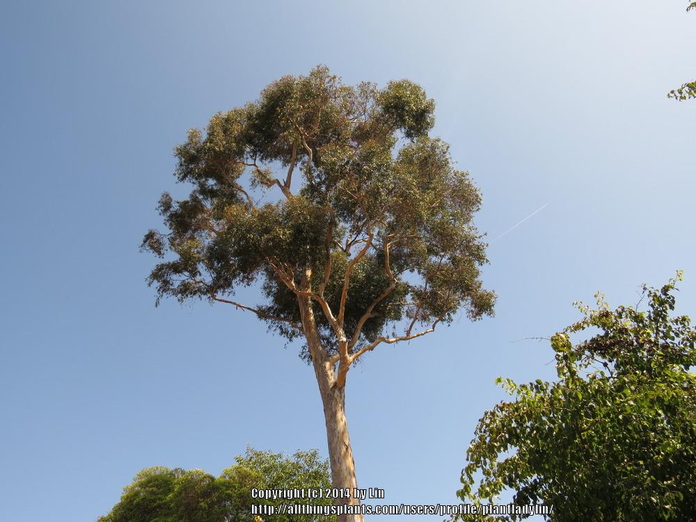 Photo of Gum (Eucalyptus) uploaded by plantladylin