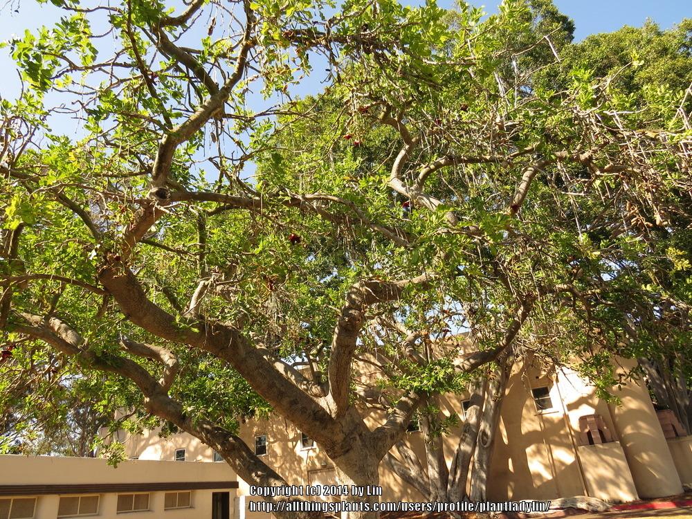 Photo of Sausage Tree (Kigelia africana) uploaded by plantladylin