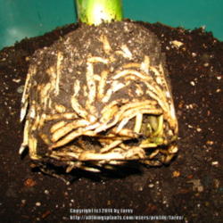 Location: At home - San Joaquin County, CA
Date: 2014-11-25
Roots of my Clivia plant