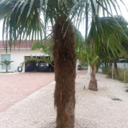 Location: Holmes Beach FL
Date: 2014-11-25
9 foot Old Man Palm we recently planted.