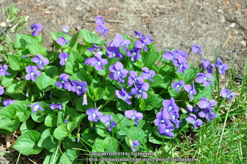 Photo of Common Blue Violet (Viola sororia) uploaded by treehugger