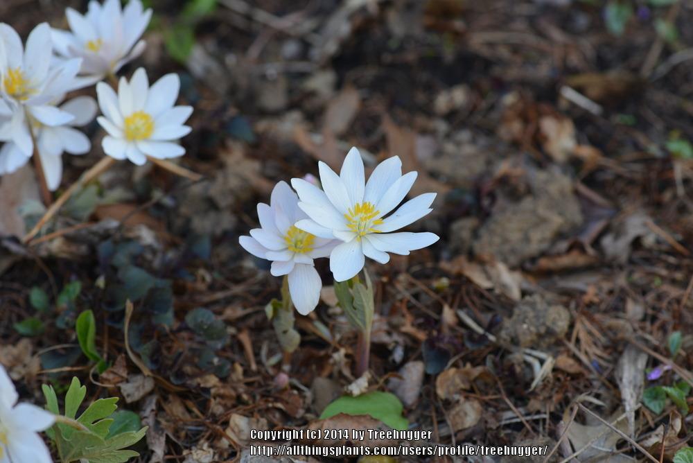 Photo of Bloodroot (Sanguinaria canadensis) uploaded by treehugger