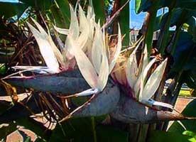 Photo of Giant White Bird of Paradise (Strelitzia nicolai) uploaded by Calif_Sue