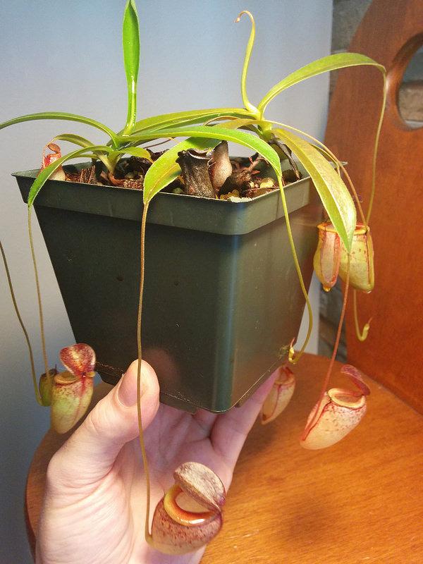 Photo of Nepenthes (Nepenthes tenuis) uploaded by Maiden