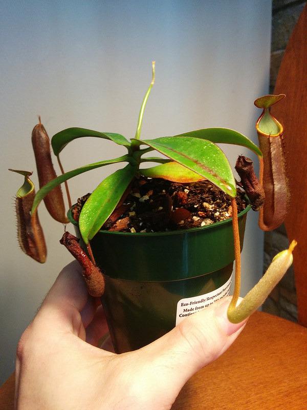 Photo of Nepenthes (Nepenthes ramispina) uploaded by Maiden