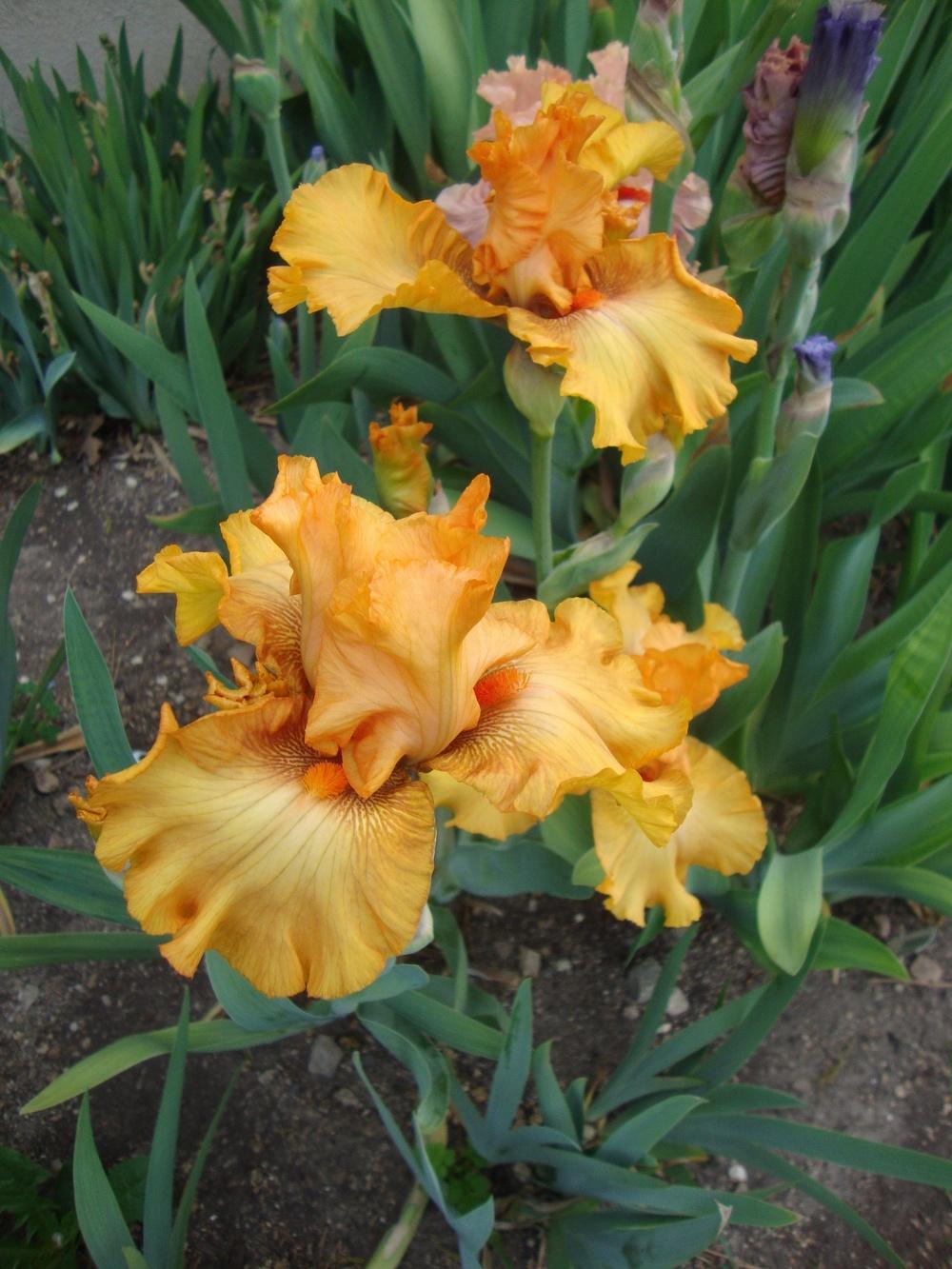 Photo of Tall Bearded Iris (Iris 'Brilliance') uploaded by Paul2032
