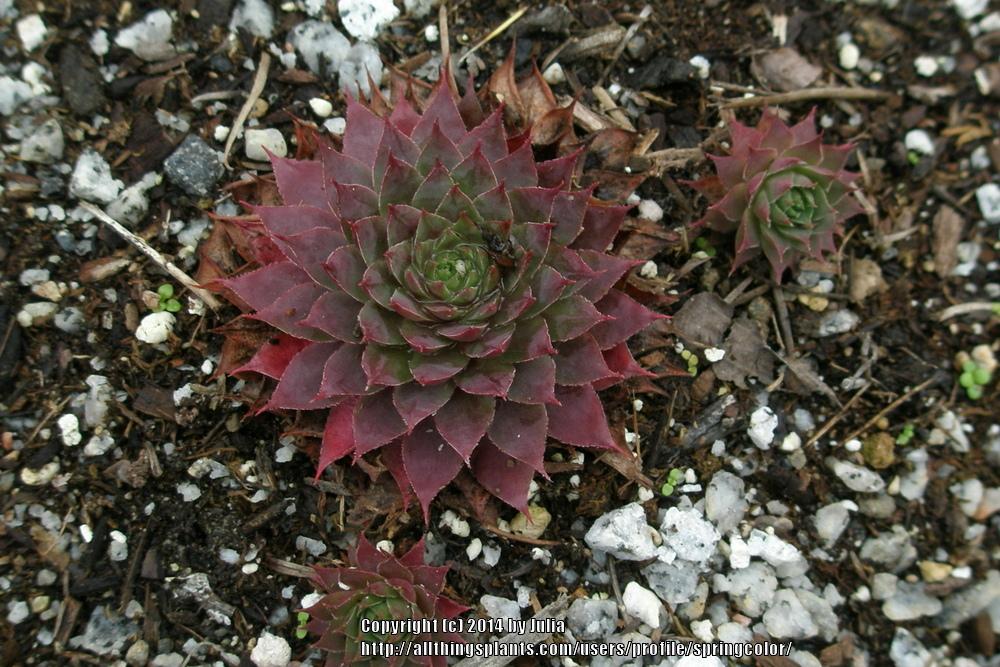 Photo of Hen and Chicks (Sempervivum 'Pacific Jordan') uploaded by springcolor