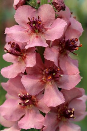 Photo of Ornamental Mullein (Verbascum 'Southern Charm') uploaded by Calif_Sue