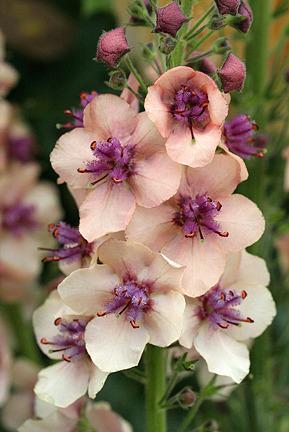 Photo of Ornamental Mullein (Verbascum 'Southern Charm') uploaded by Calif_Sue