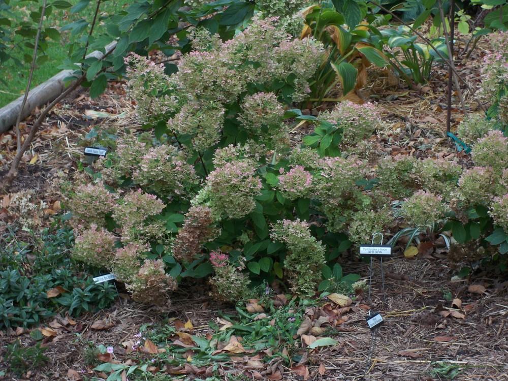 Photo of Panicle Hydrangea (Hydrangea paniculata Bobo®) uploaded by Pattyw5