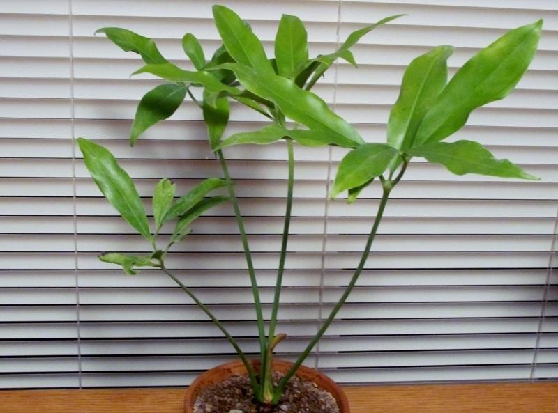 Photo of Thaumatophyllum spruceanum uploaded by etan