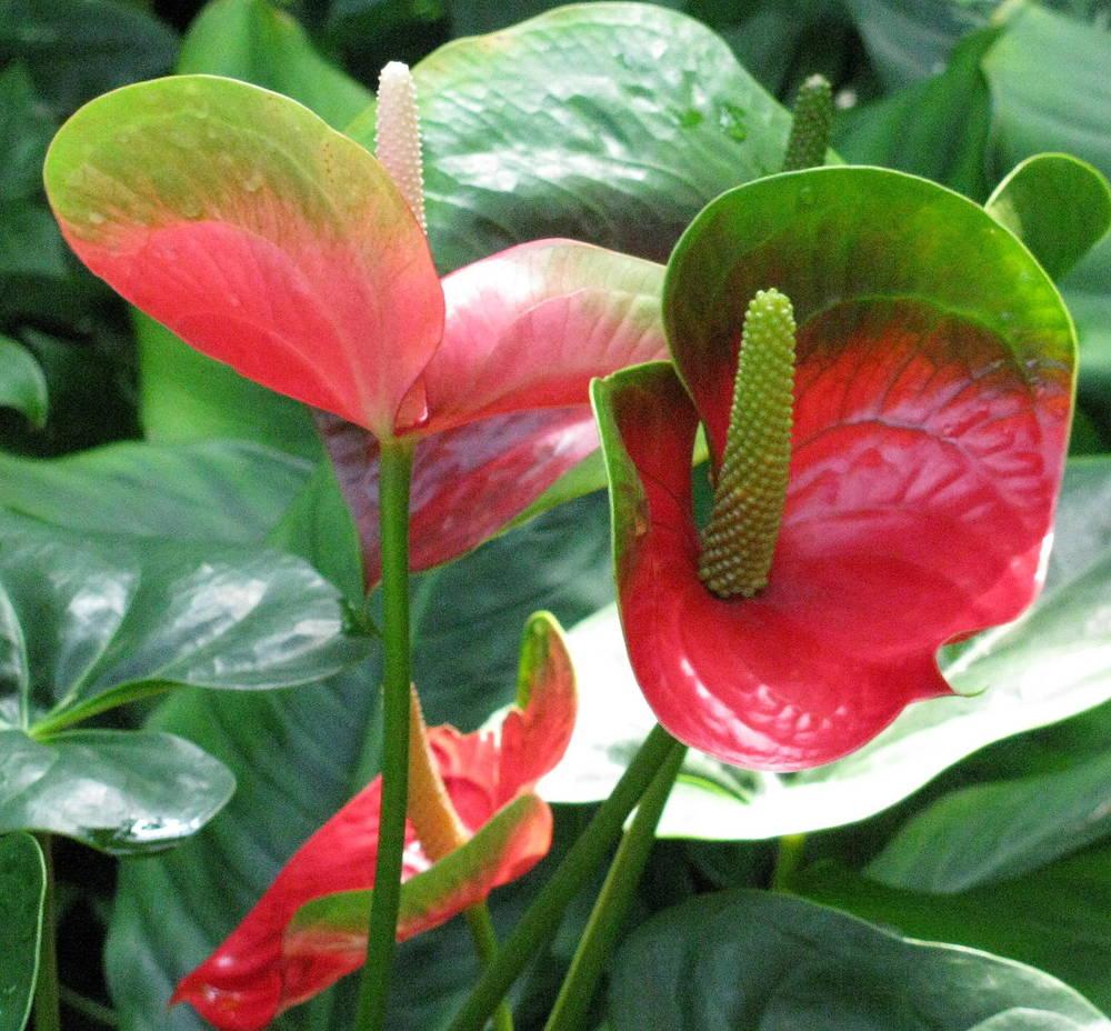 Photo of Anthuriums (Anthurium) uploaded by jmorth