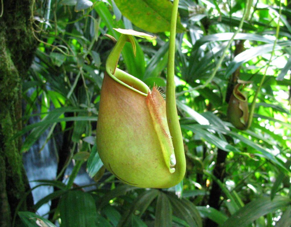 Photo of Pitcher Plant (Nepenthes) uploaded by jmorth