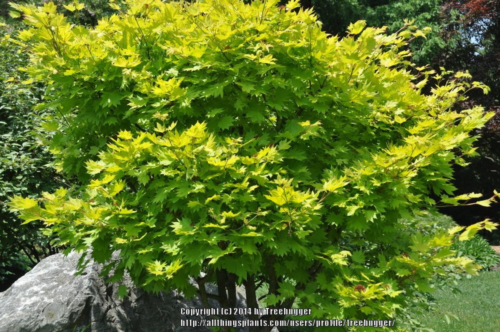 Photo of Golden Full Moon Maple (Acer shirasawanum 'Aureum') uploaded by treehugger