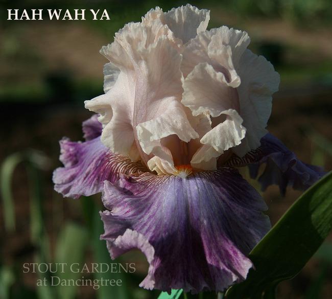 Photo of Tall Bearded Iris (Iris 'Hah Wah Ya') uploaded by Calif_Sue