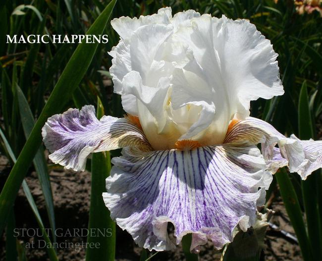 Photo of Tall Bearded Iris (Iris 'Magic Happens') uploaded by Calif_Sue