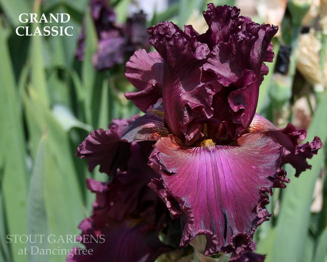 Photo of Tall Bearded Iris (Iris 'Grand Classic') uploaded by Calif_Sue