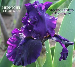 Photo of Tall Bearded Iris (Iris 'Midnight Thunder') uploaded by Calif_Sue