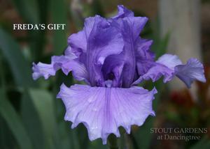 Photo of Tall Bearded Iris (Iris 'Freda's Gift') uploaded by Calif_Sue