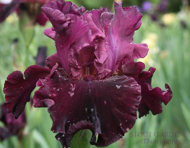 Photo of Tall Bearded Iris (Iris 'Let's Be Brazen') uploaded by Calif_Sue