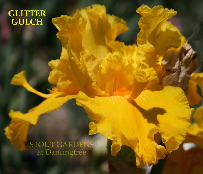 Photo of Tall Bearded Iris (Iris 'Glitter Gulch') uploaded by Calif_Sue