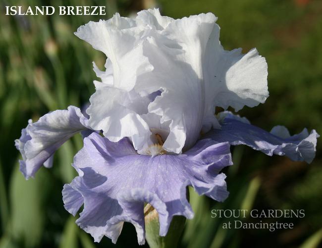Photo of Tall Bearded Iris (Iris 'Island Breeze') uploaded by Calif_Sue