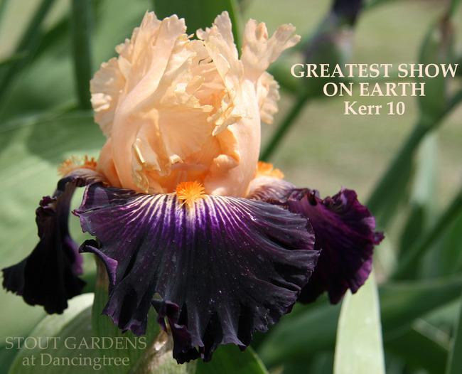 Photo of Tall Bearded Iris (Iris 'Greatest Show on Earth') uploaded by Calif_Sue