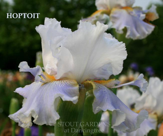 Photo of Tall Bearded Iris (Iris 'Hoptoit') uploaded by Calif_Sue