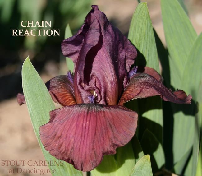 Photo of Arilbred Iris (Iris 'Chain Reaction') uploaded by Calif_Sue