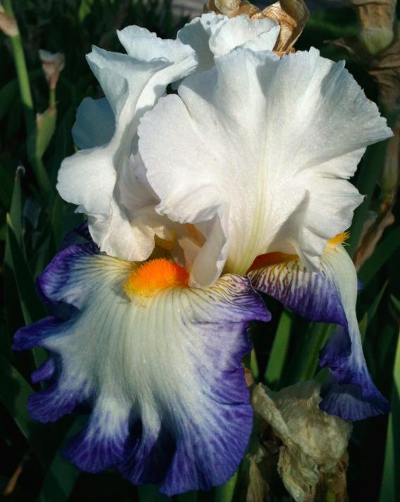 Photo of Tall Bearded Iris (Iris 'Revision') uploaded by Moiris