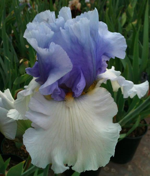 Photo of Tall Bearded Iris (Iris 'Alpenview') uploaded by Moiris