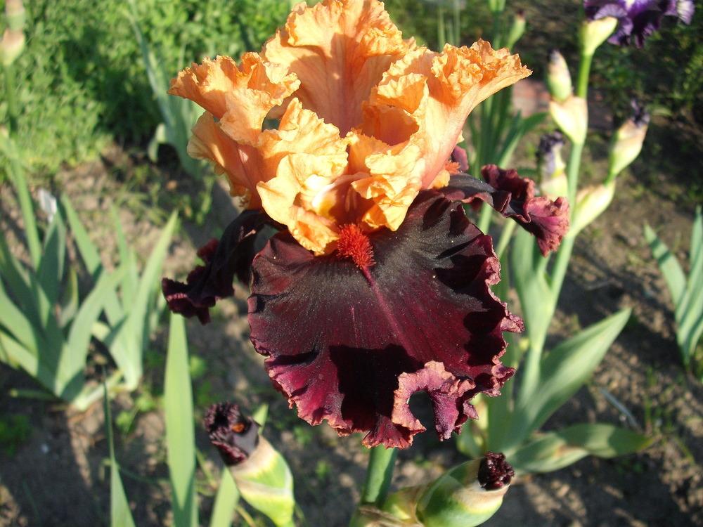 Photo of Tall Bearded Iris (Iris 'Toronto') uploaded by pasla3